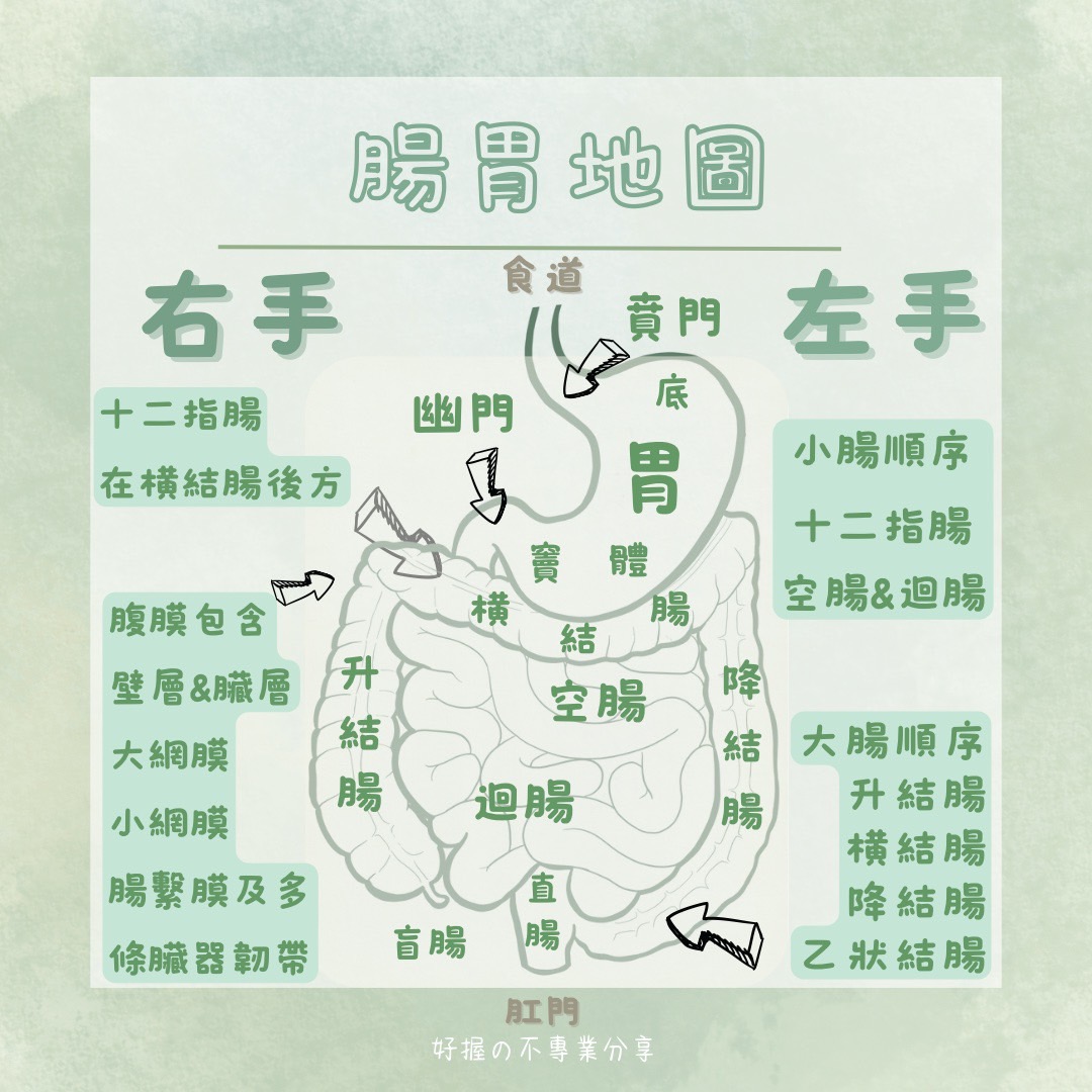 📍 《身語小學堂》內臟失衡與身體反應（消化系統篇） 圖片 2