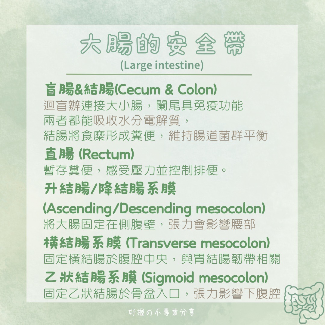 📍 《身語小學堂》內臟失衡與身體反應（消化系統篇） 圖片 7